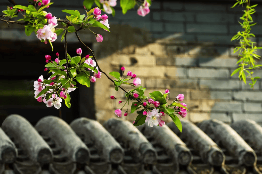 佳能名师课堂 《花卉摄影》—张春老师