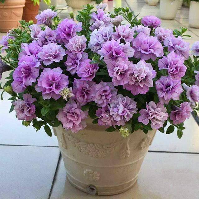 阳台养"重瓣矮牵牛",没事掐一掐,花朵大花量大,一棵百朵花