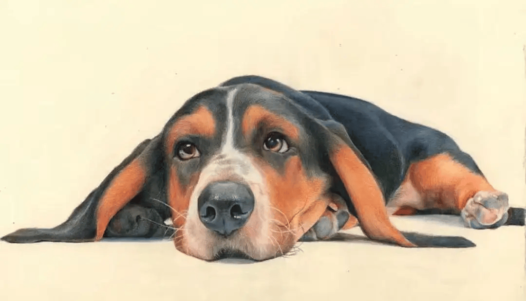 极致的彩铅动物世界 | 彩铅