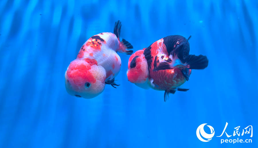 福州国际渔博会:海鲜"聚会" 金鱼"比美"