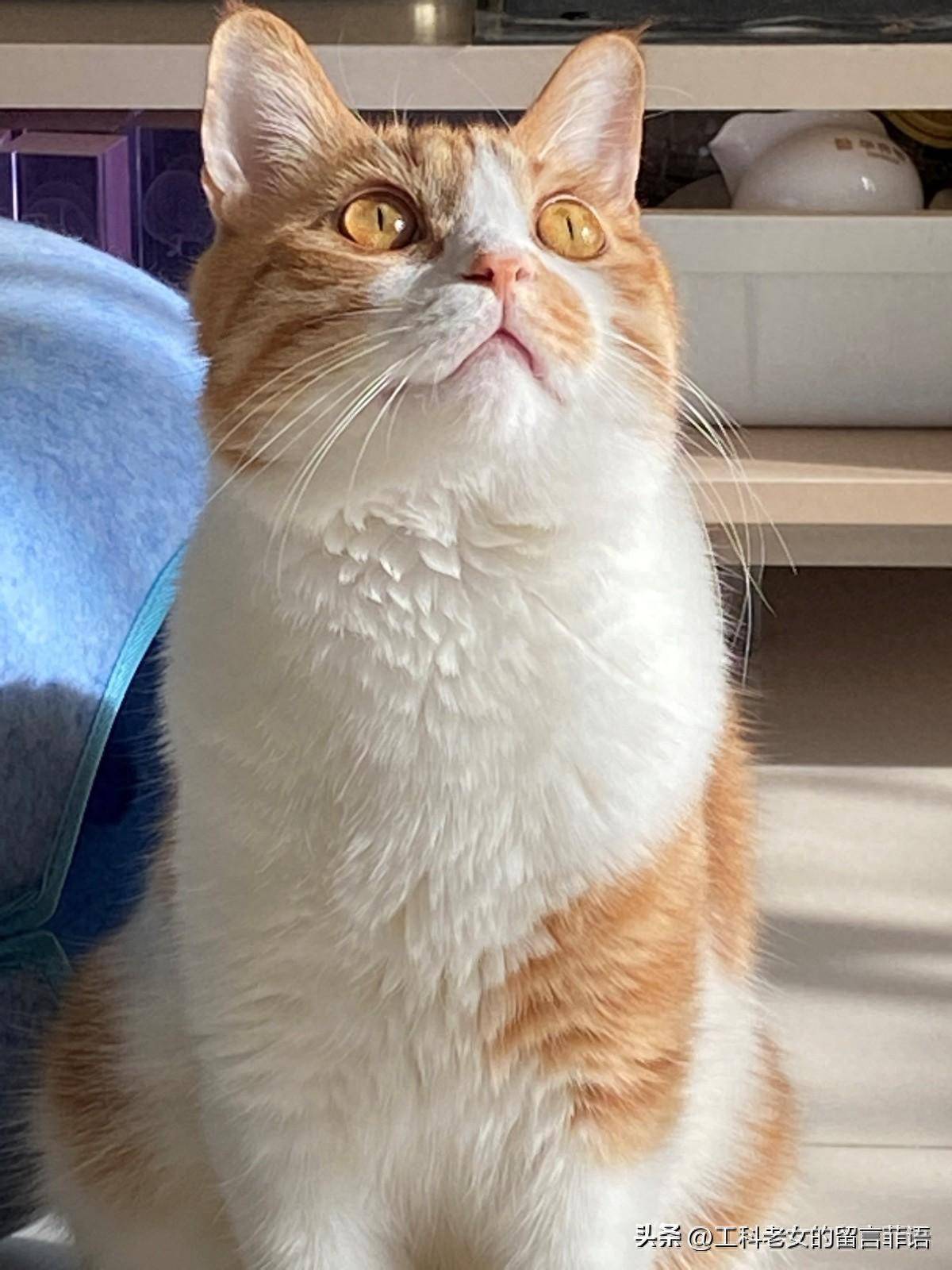 养猫,养了只小丑猫