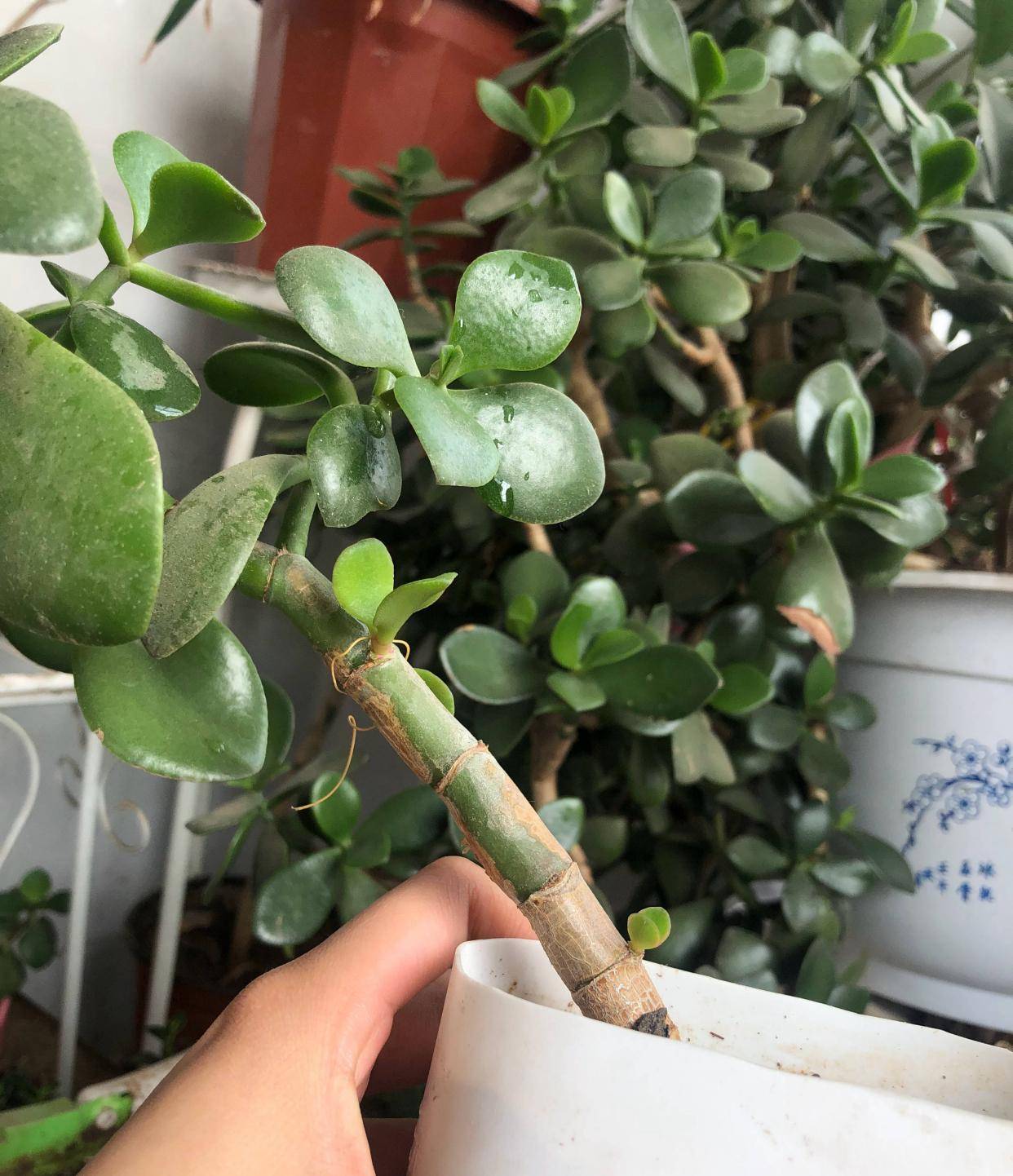 因为玉树和多肉植物一样,也是比较耐旱的,它的叶片还有枝干里面储存着