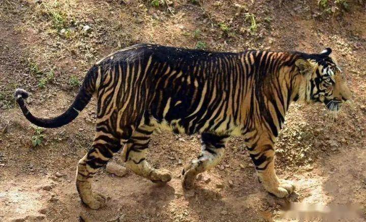 "黑虎"现身印度地区,体重超过500斤,有能力单杀4米长的大鳄鱼