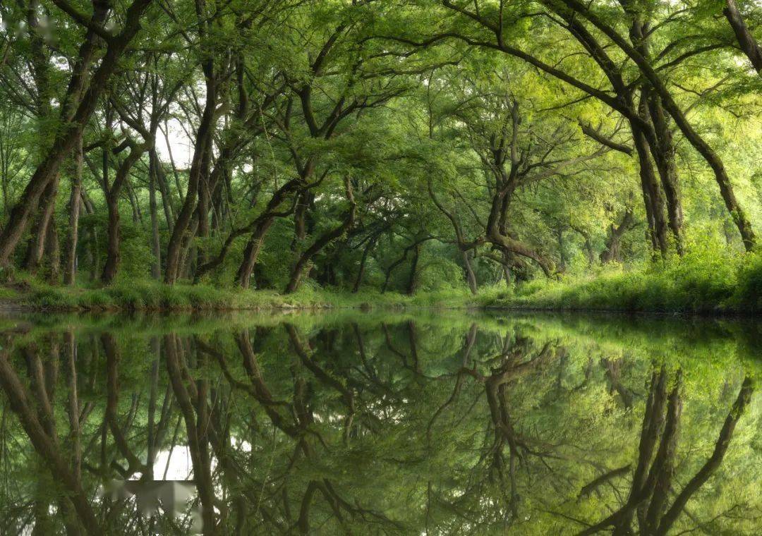 兴化水上森林公园介绍图片