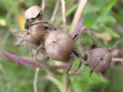 【中药小故事】每天认识一味药(二十五)→牵牛子