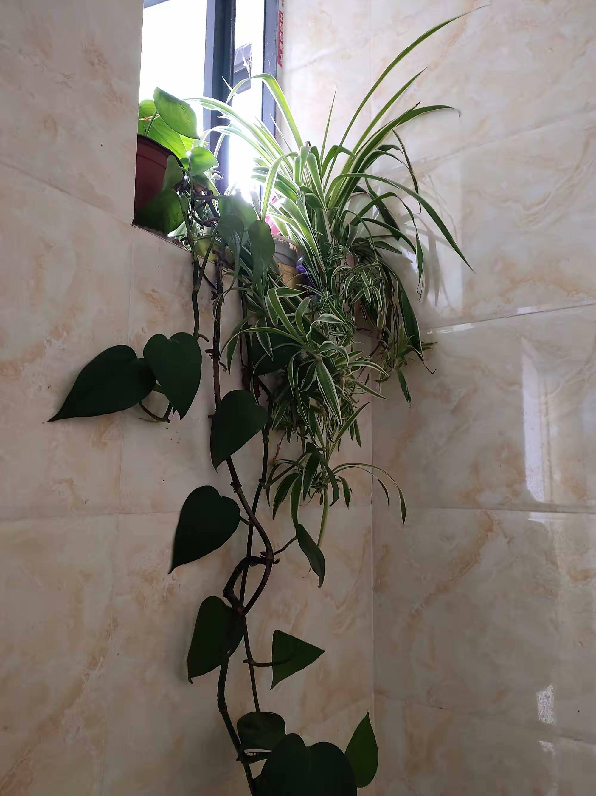 卫生间可养"6种花",耐阴好养,吸收水分杀毒灭菌,干净清爽_盆栽_环境_