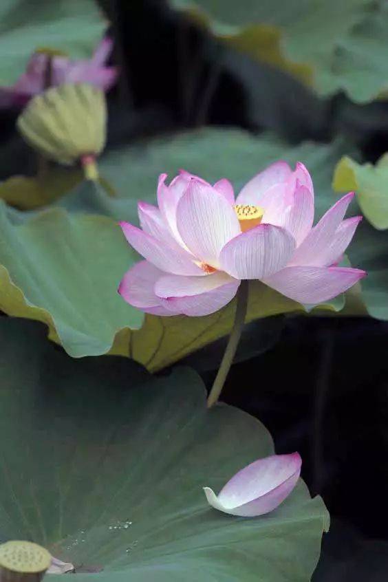 工笔素材:一组美丽的荷花!