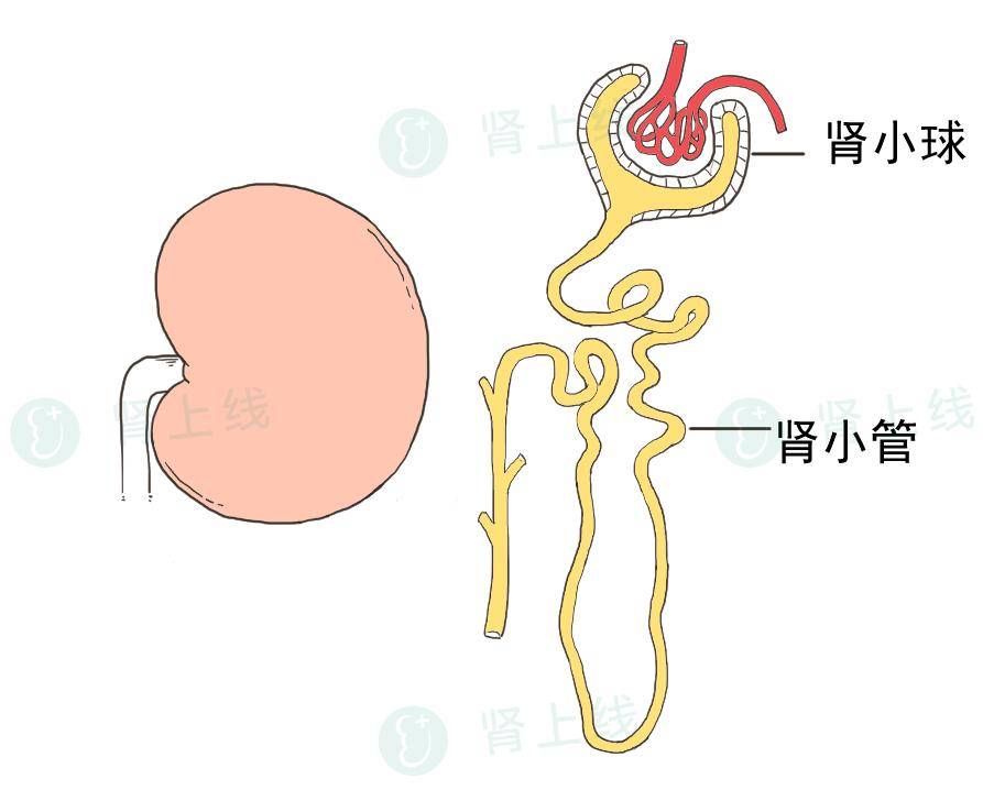 肾结构图简笔画图片