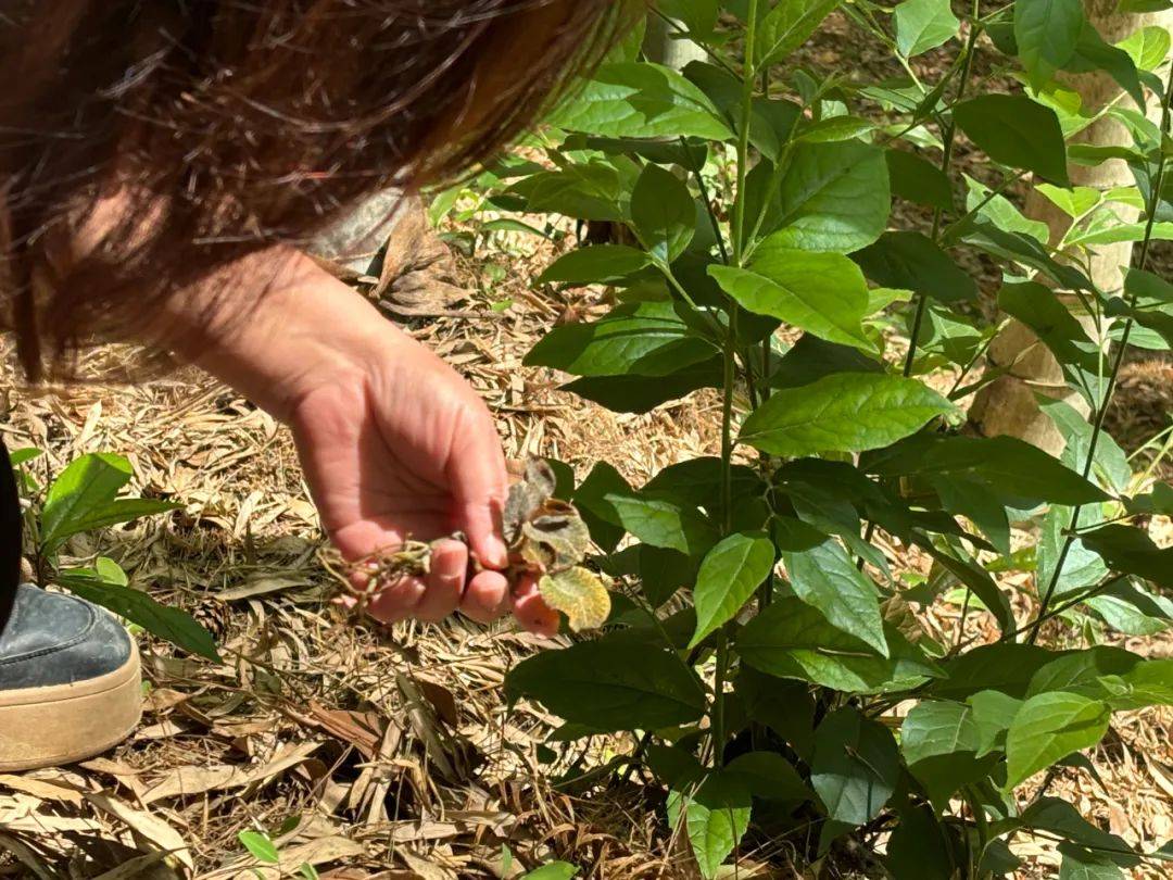 播种到采收移栽至种植基地之后经过约4