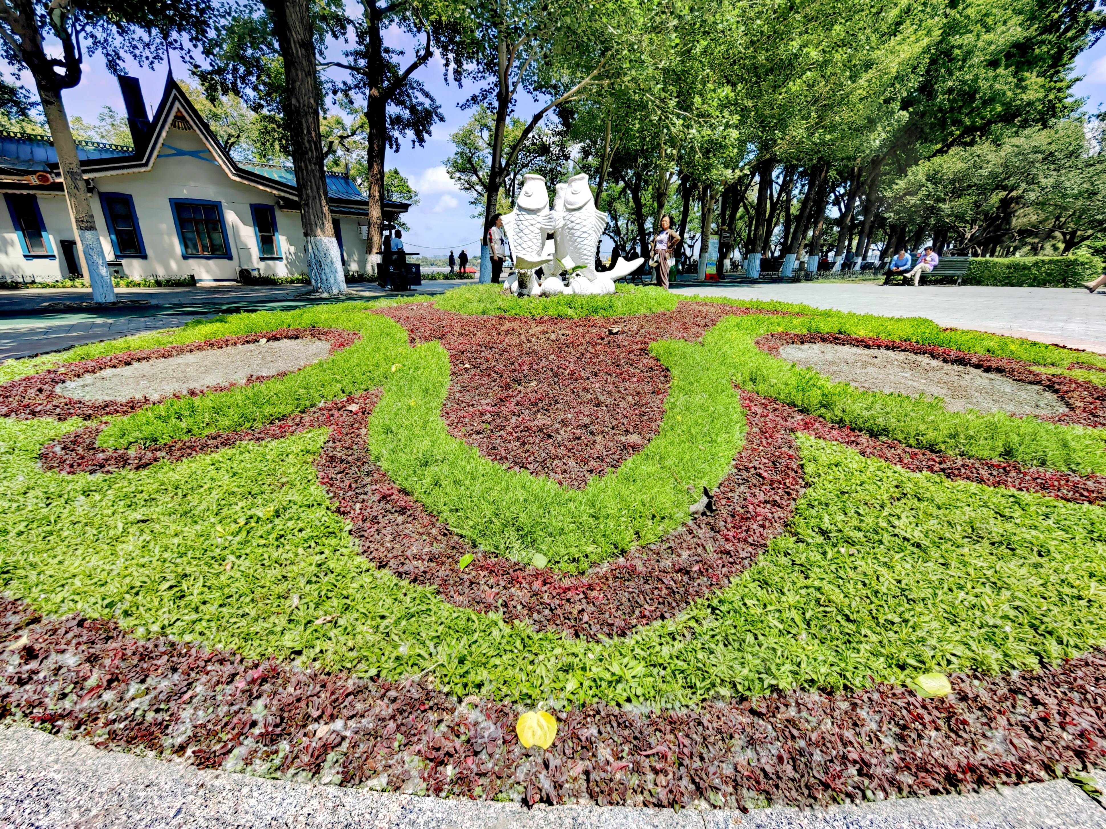 五色草景观扮靓冰城