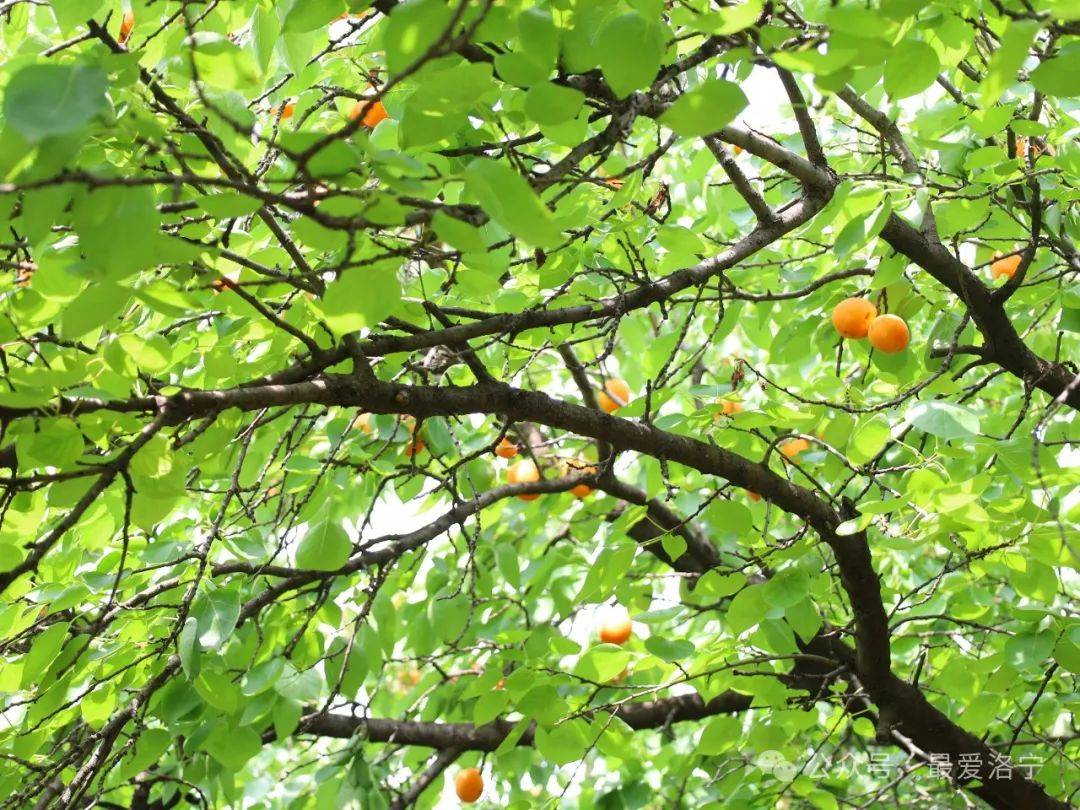 "金"果飘香 "杏"福采摘