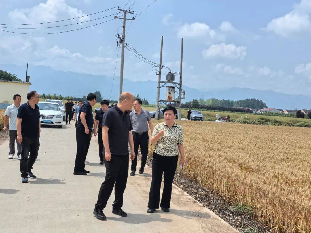 周至县政府副县长王刚利就周至今年全县"三夏"工作总体情况进行介绍