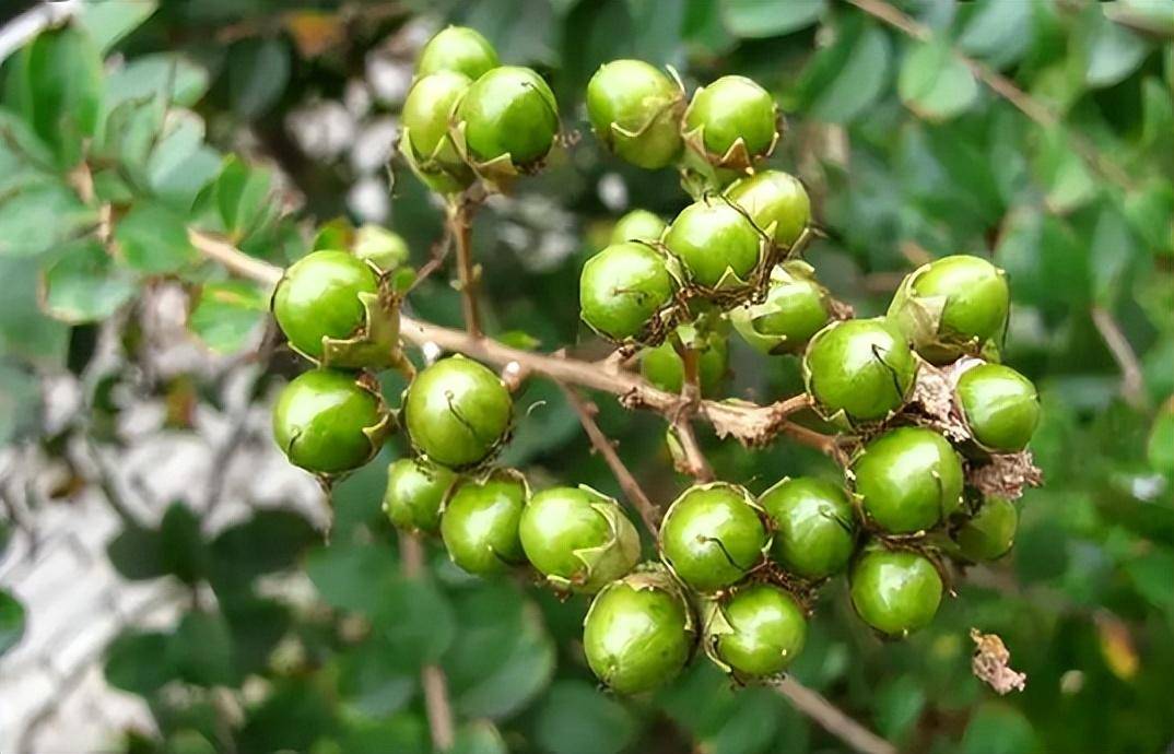 它还有很多名字,比如说痒痒花,痒痒树,百日红,紫金花,无皮树等等,它