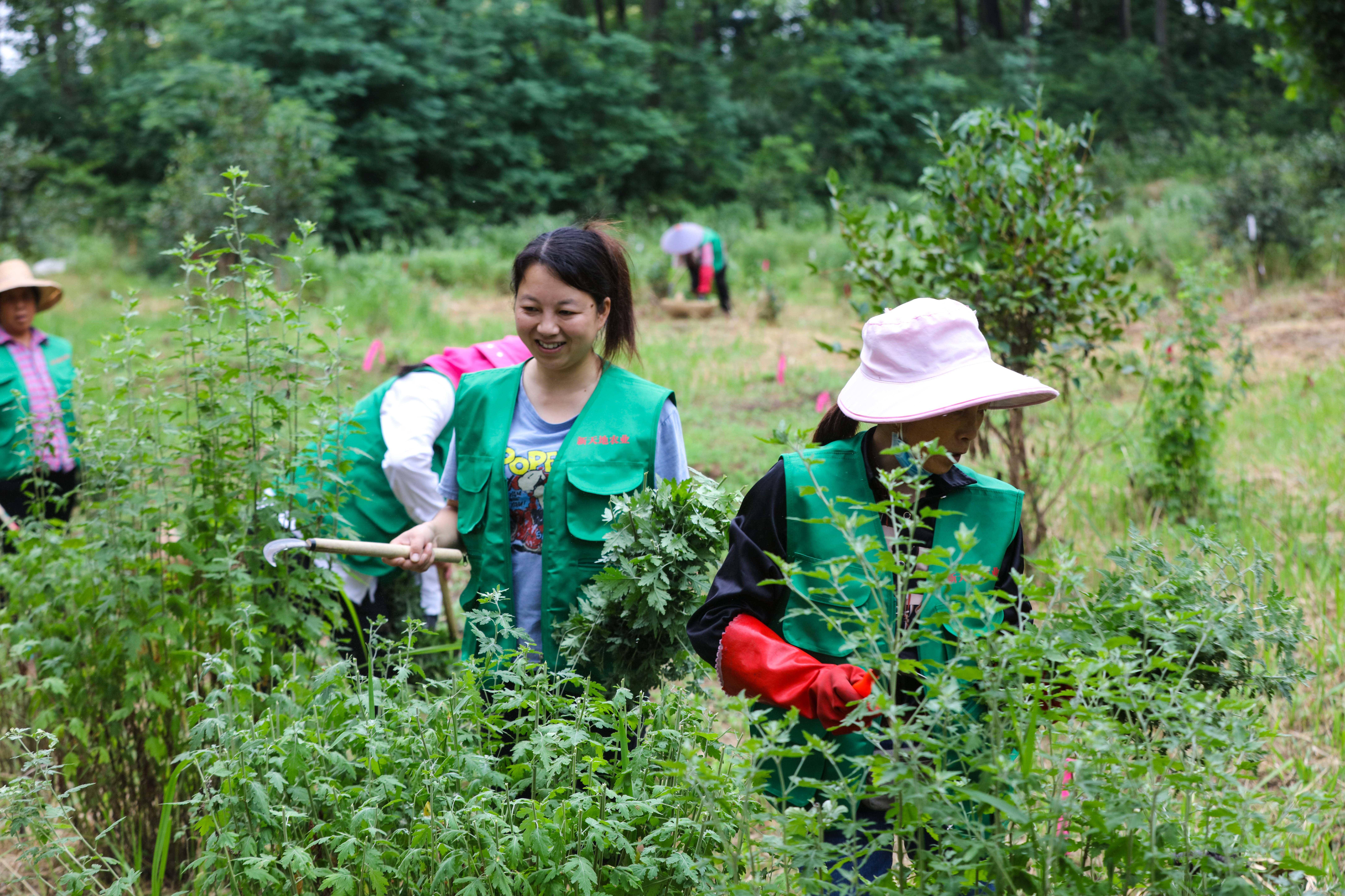 6月4日,在光山县凉亭乡王湾村新天地合作社中药材种植基地,社员正在