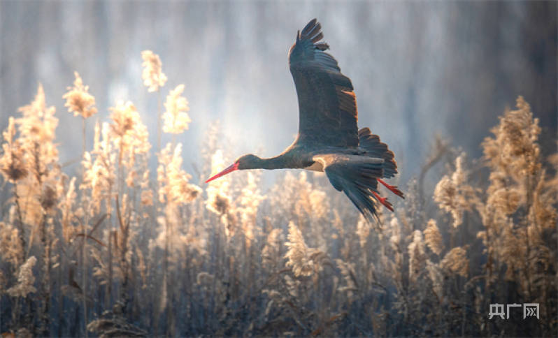 世界环境日|从到访丹江湿地的鸟中"国宝"见证水源地生态环境的稳中向