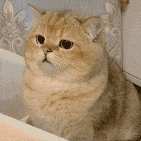 吴彦祖透露已进组《寒战》吴彦祖发文透露他已进组《寒战》系列前传