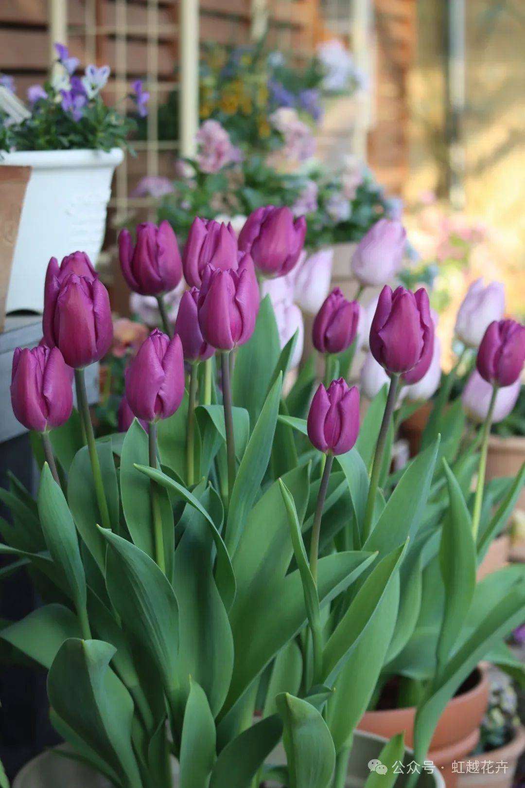 近50个春日郁金香品种图鉴,每一棵都美!翻!天!