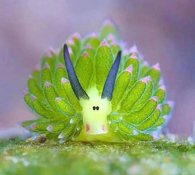 【研学】走进软体动物大家族,发现小螺壳里的大学问,还可以把蜗牛宝宝