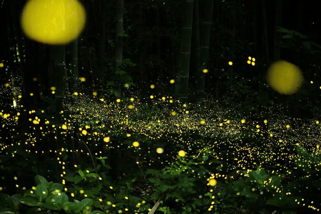 萤火虫_活动_艺术