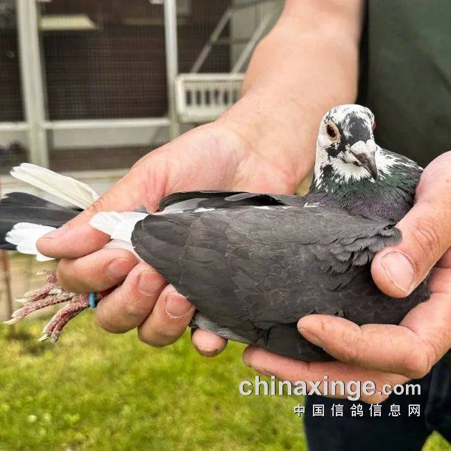 花头白条雌鸽配对图图片