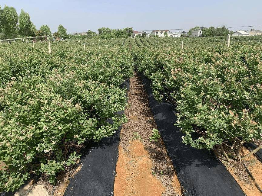 得益于怀宁县委县政府对蓝莓产业的大力推广和支持,公司发展迅速,截至