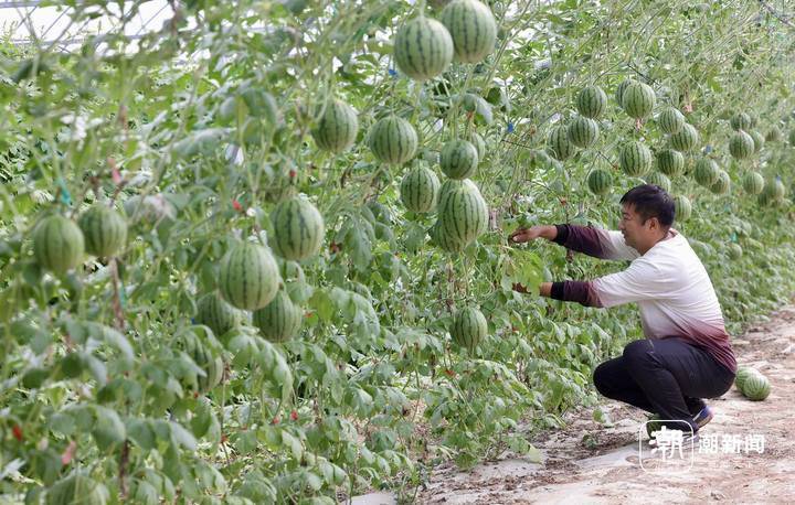 空中西瓜上市 台州温岭解锁生长"新姿势"