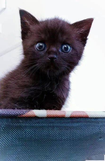 网友辛苦养大小奶猫,它竟感恩照顾网友的宝宝,太牛了!