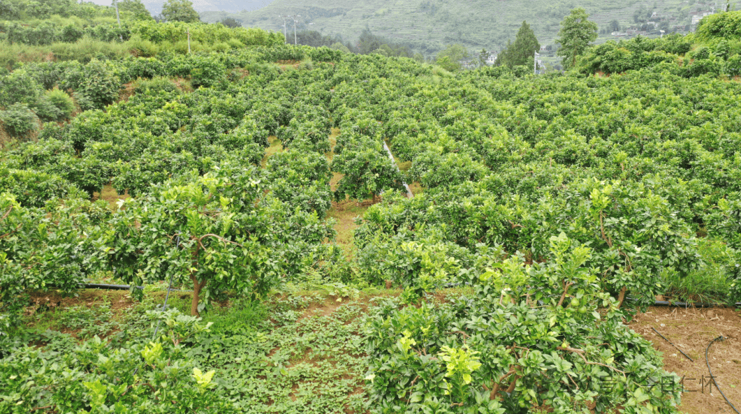 少蜜柚管理技术"这几年村里发展了蜜柚产业不离家收入也不错"柚果满园