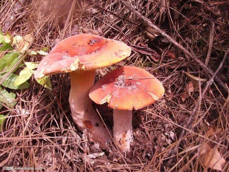 贵州常见的食用野生菌和致命毒蘑菇