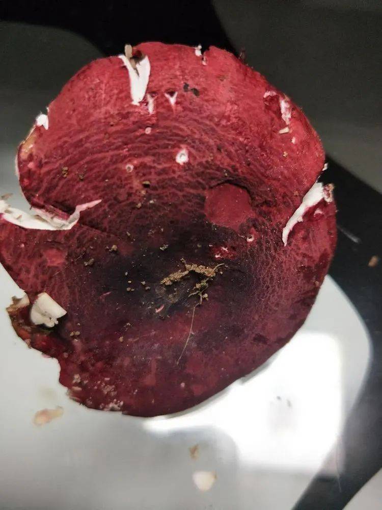 红色的细条状的蘑菇图片