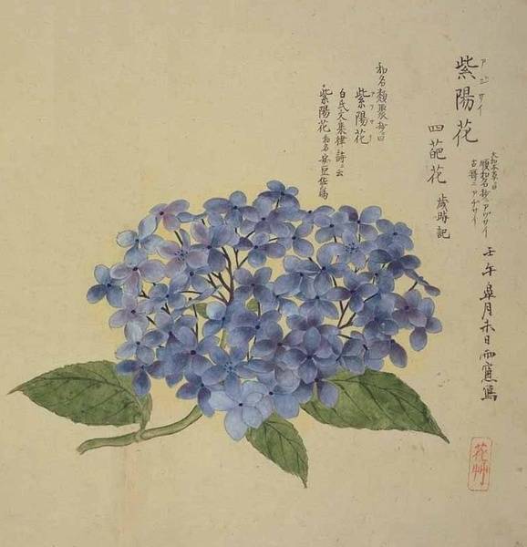 工笔花卉植物图谱,太实用了_国画_合作_教程