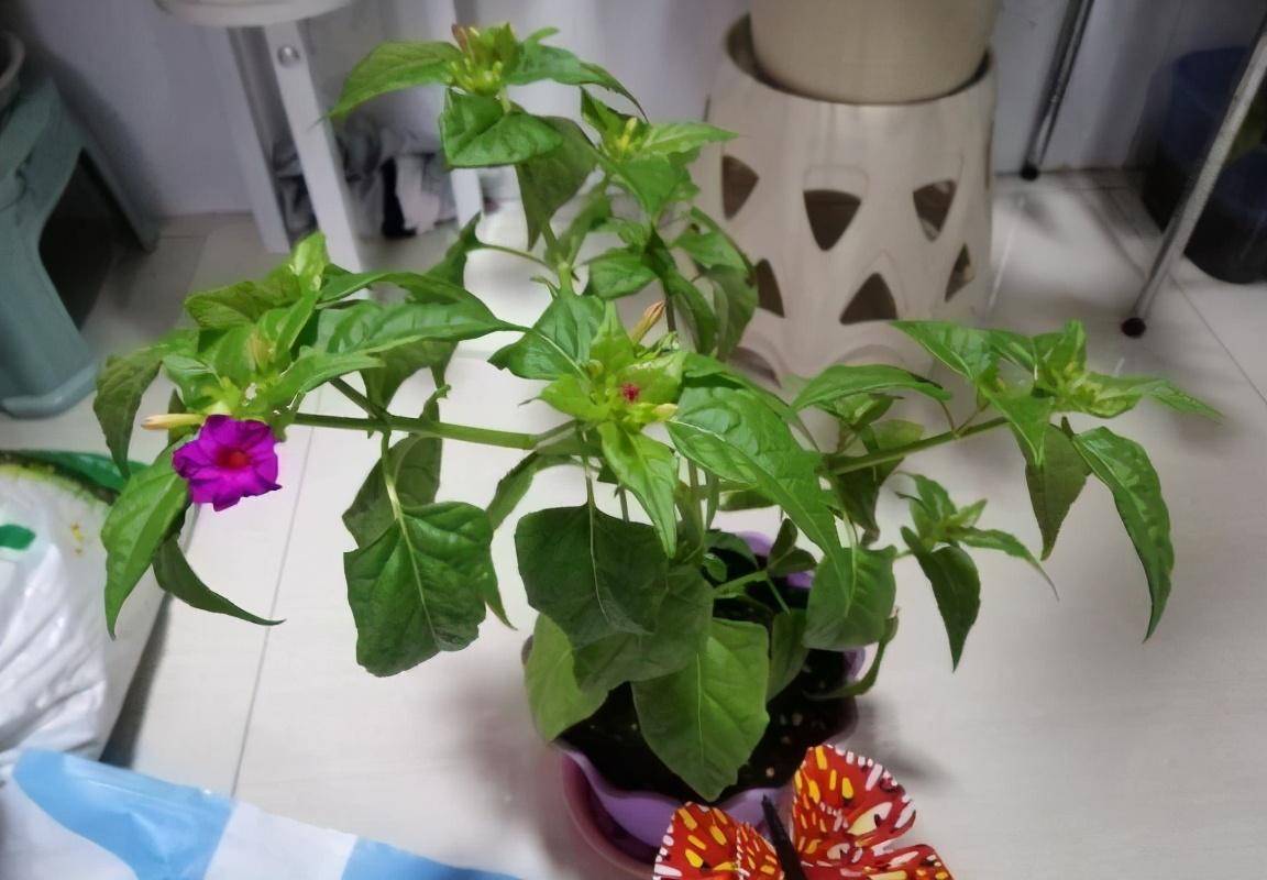 紫茉莉花很容易养护,花色也是多变的,常见的有紫红色,但是淡黄色,还有