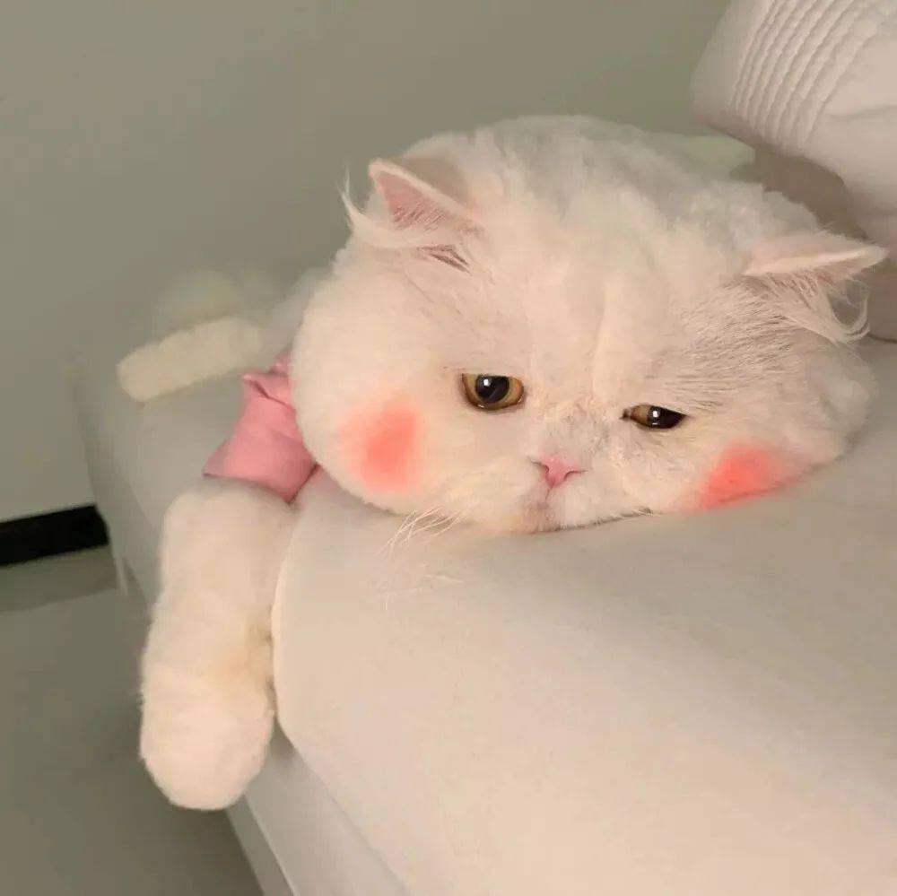 收割好运可爱萌猫咪表情包头像合集