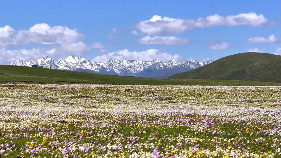 除了草原花海景观,俄么塘花海景区还拥有生态保护完好的20处大小不等