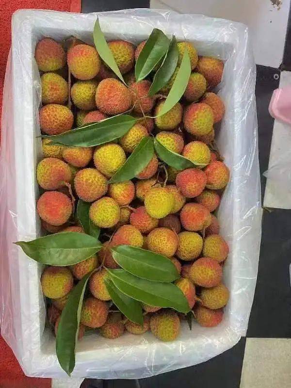 荔枝品种价格又迅速"跳水"产地收购价暴涨后在经历上市初期吃不起桂味