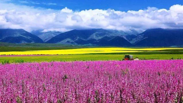 它是新疆境内唯一没有荒漠的县,被称为中国天马之乡!