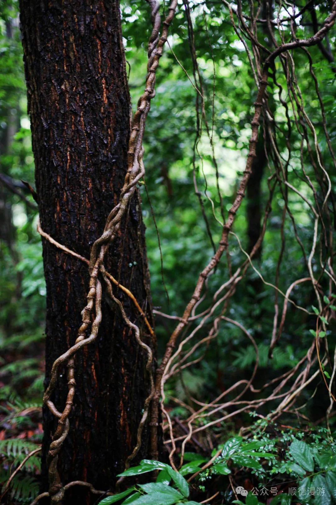 白云山西樵区村太史第区墓地