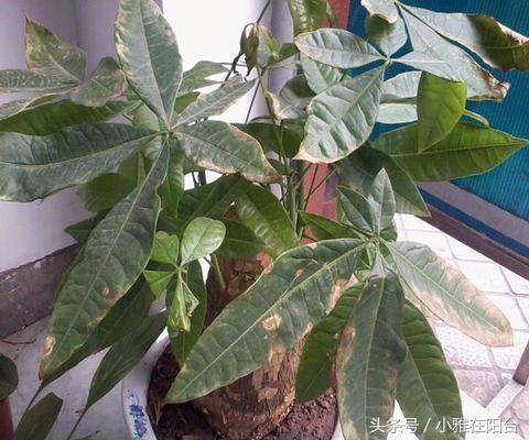 发财树怎么养?养好需要知道这六个要点!