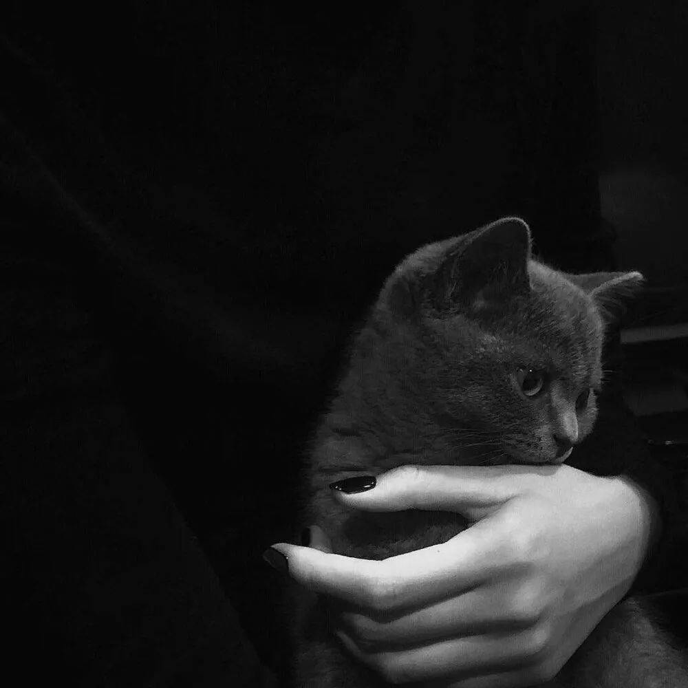 收割好运可爱萌猫咪表情包头像合集