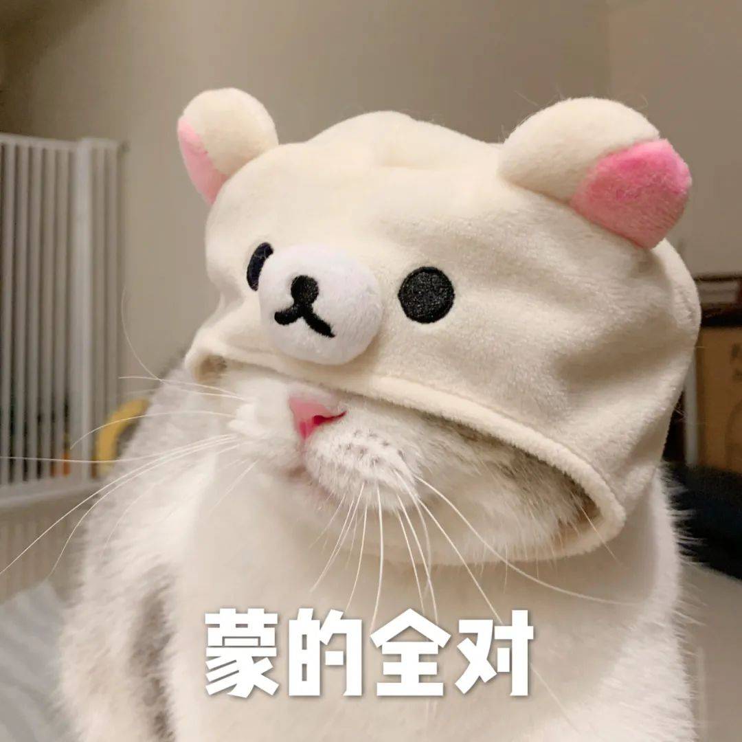 泡芙猫表情包 高考加油高分喷雾biubiu