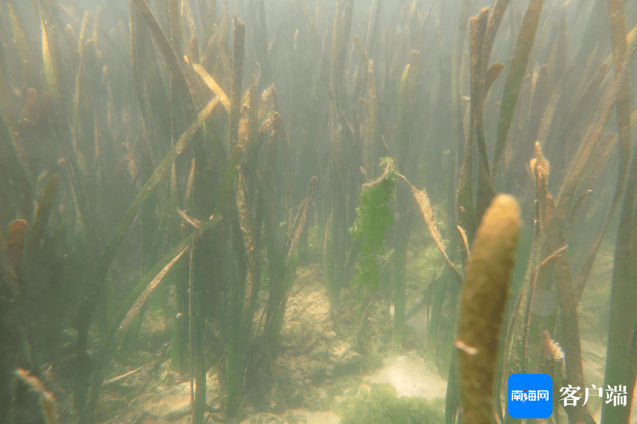 感动海南 | 守护"海底草原"13载 他在海底种出一片"绿洲"
