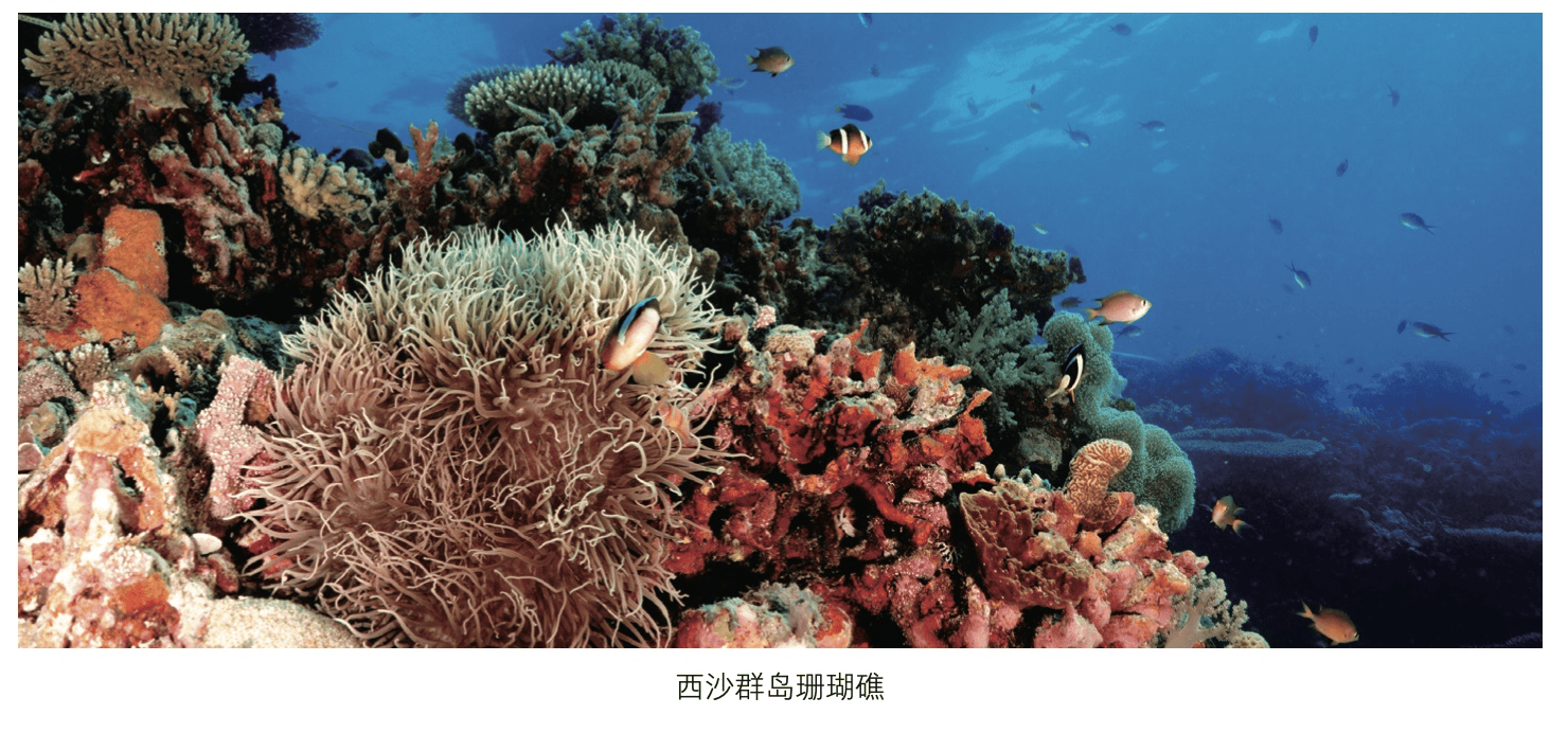 于2019年启动,2020年完成的全国珊瑚礁生态现状调查显示,南海是我国