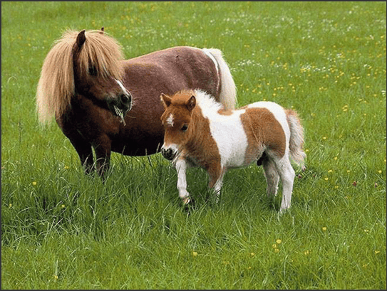室内露营地设置无烟烤肉区,儿童娱乐区,pony马观赏区.