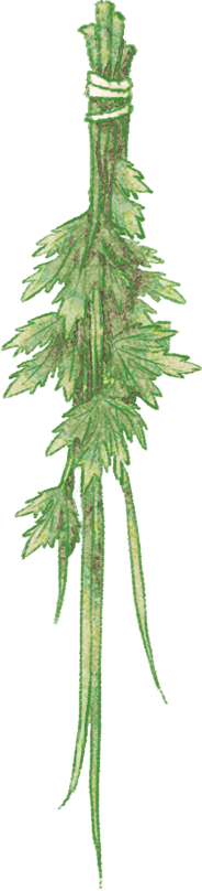 香——义乌市实验小学小海豚中队家长课堂实践活动_菖蒲_文化_中药