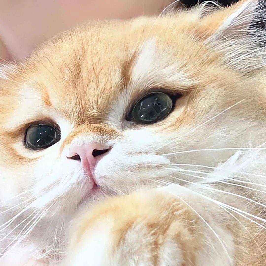 头像 | 承包你整个六月的微信头像