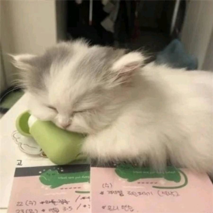 浓绮侃宠物