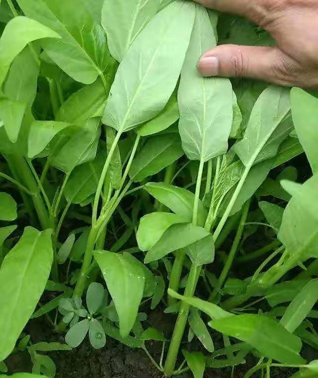 在家种空心菜很简单