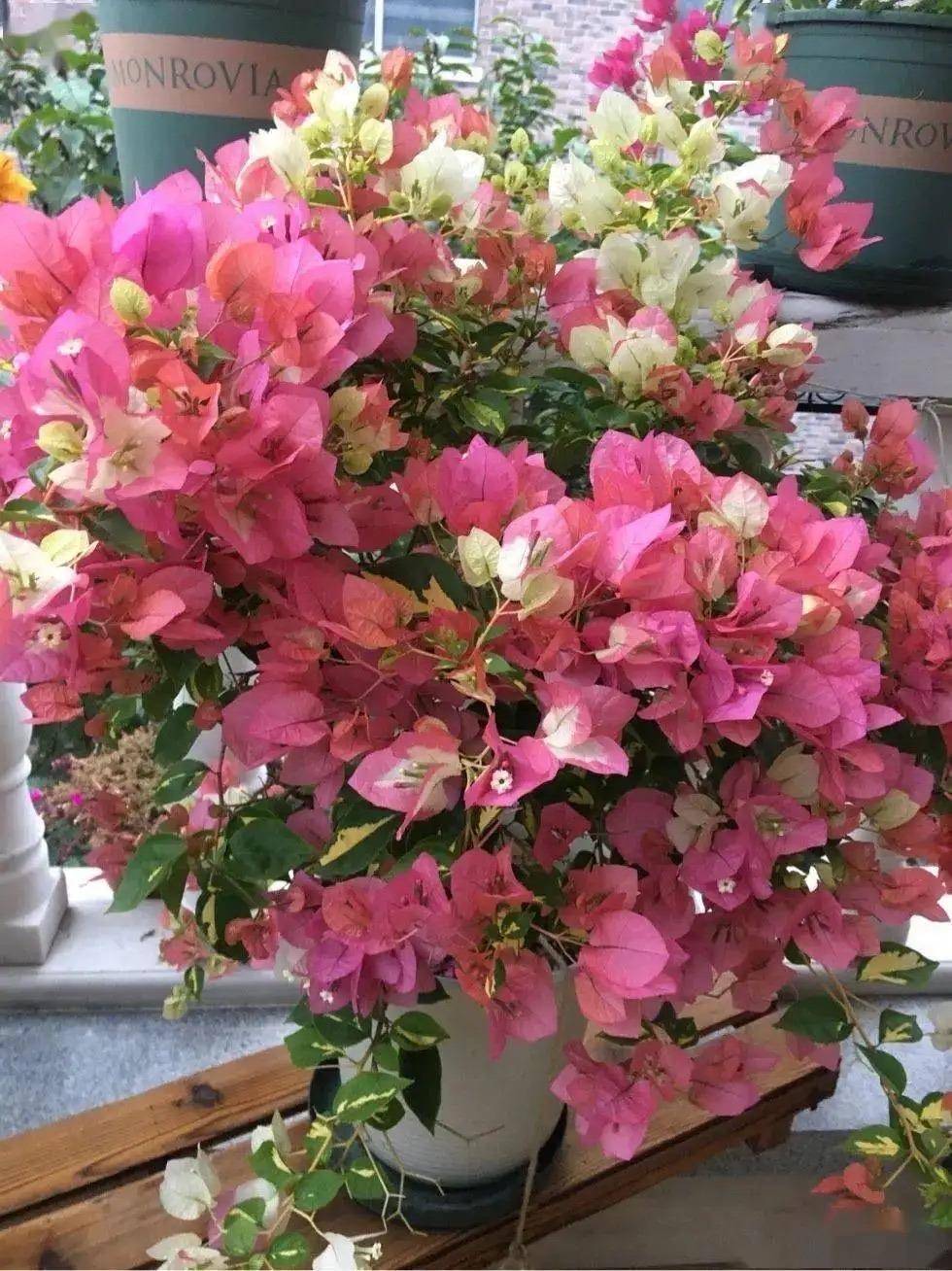 "4种花",一定要晒太阳,越晒越开花,花大色美很鲜艳,爱了