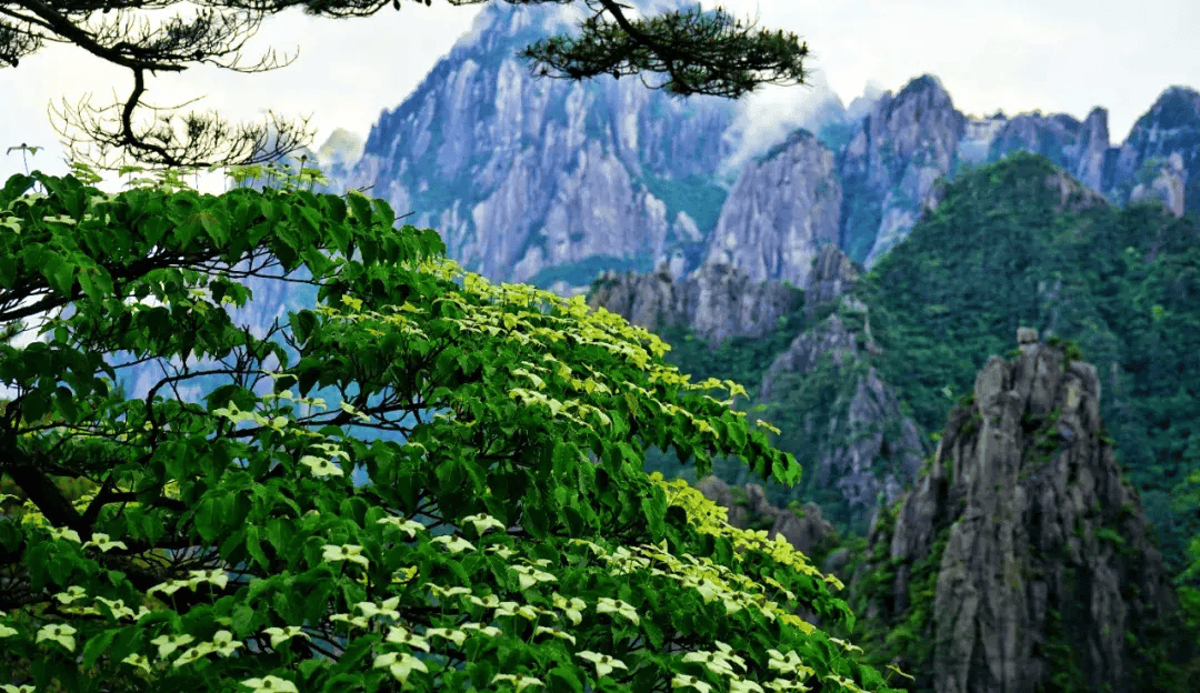 【网络中国节·端午】端午假期首日:游人登高望远 共赏黄山初夏美景