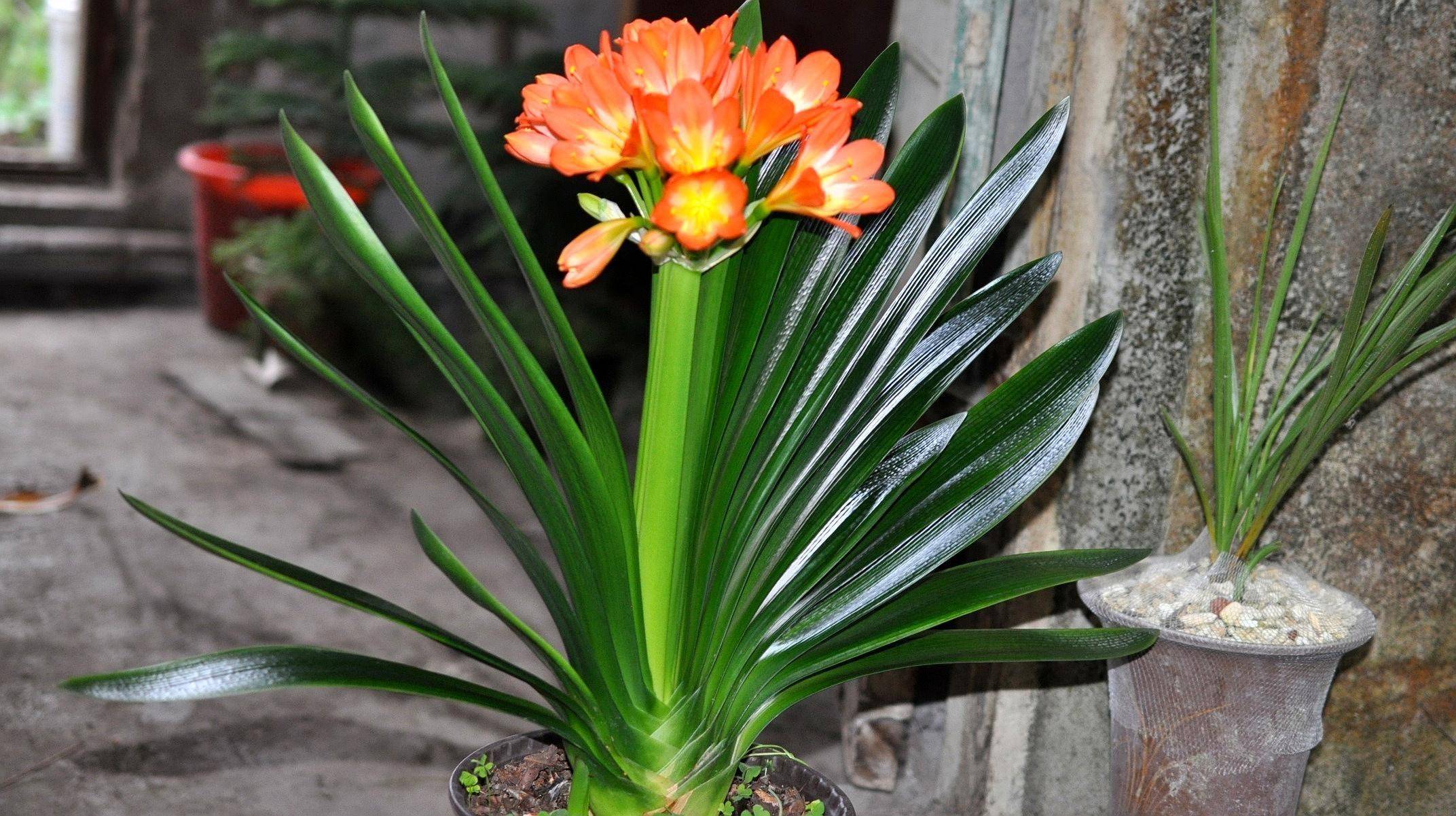 室内养4种懒人花,多天不浇水施肥,照样长得胖乎乎,开花红艳艳